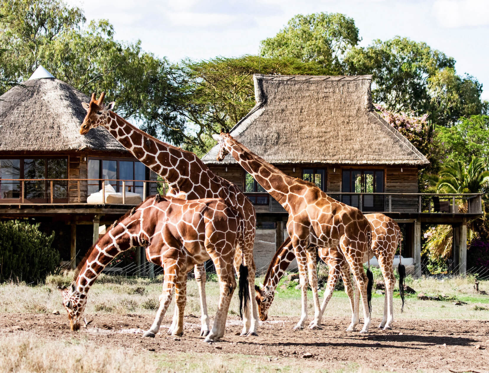 East Africa safari wildlife experience